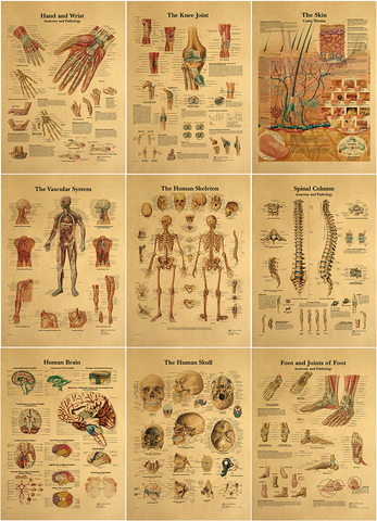 Structure du système musculaire du corps humain, HD, affiche en papier Vintage, décoration de la maison, peinture sur papier Kraft rétro, 42x30cm ► Photo 1/6