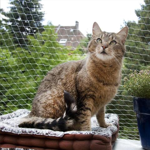 Filet de Protection en plastique pour chat, couverture de fil de sécurité robuste pour les fenêtres de balcon ► Photo 1/6