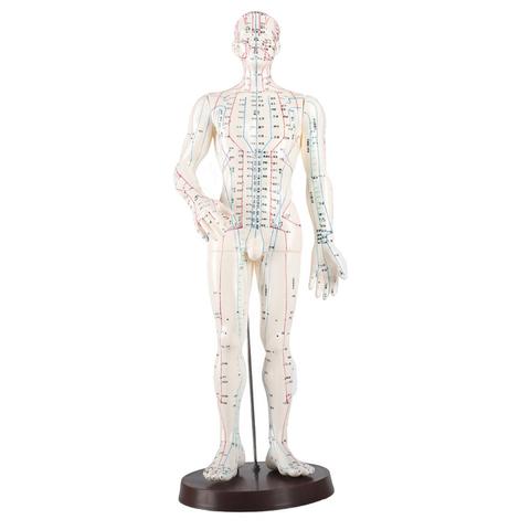 Acupuncture en PVC pour hommes, 50cm, modèle Acupoint, Code anglais et chinois ► Photo 1/6