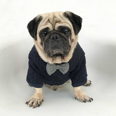 Manteau pour animaux de compagnie, manteau avec nœud papillon, vêtements pour petits et moyens chiens Bulldog français, pull solide pour animaux de compagnie, carlin, vêtements Ropa Perro ► Photo 1/6