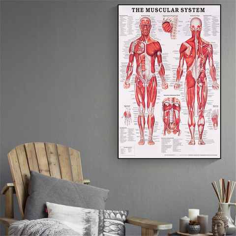 Affiches avec système musculaire de crâne, décoration de la maison, tableau d'anatomie, corps humain, école, fournitures éducatives médicales ► Photo 1/6