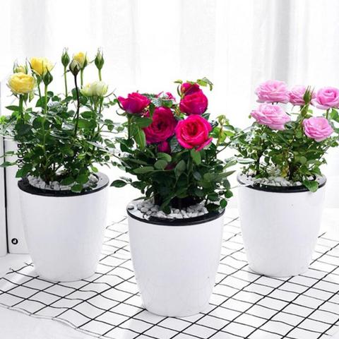 Pots de fleurs auto-arrosants, jardinière murale verticale, accessoires de jardin pour la maison ► Photo 1/6