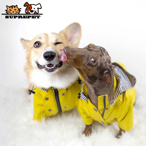 Veste coupe-vent pour chiens, vêtements d'animaux domestiques, pour chiots, veste imperméable pour chiens, manteau imperméable pour le Sport, vestes à capuche ► Photo 1/6