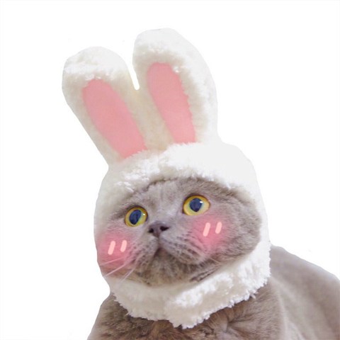 Drôle chien de compagnie chat casquette Costume chaud lapin