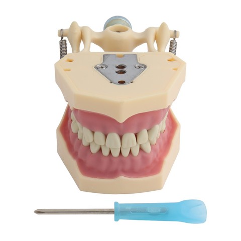 Modèle de dents adapté au modèle d'enseignement dentaire Frasaco, modèle Standard avec 32 pièces de dents à visser, démonstration ► Photo 1/6