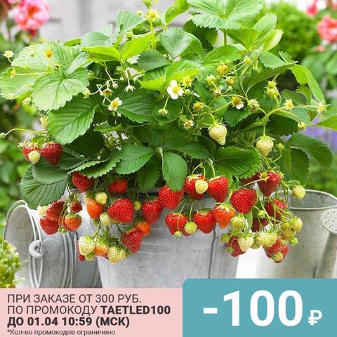 Graines de fraises graines de fraises pour la culture en pot balcon graines de fraises (15 pièces) graines de baies graines de plantes ► Photo 1/6