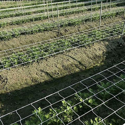 Filet à plantes grimpantes en maille pour fleurs, concombre, Support de cadre, treillis de vigne, filet à plantes de jardin ► Photo 1/5