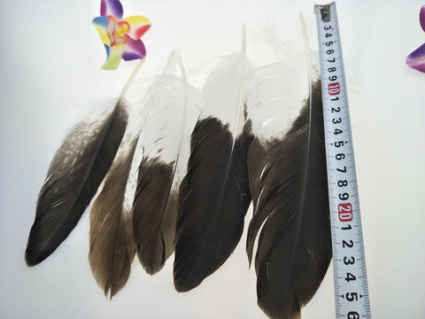 Plumes d'aigle dorées naturelles, 20 pièces, accessoires de bijouterie pour performance sur scène, décoration bricolage-même, vente en gros, nouvelle collection ► Photo 1/1