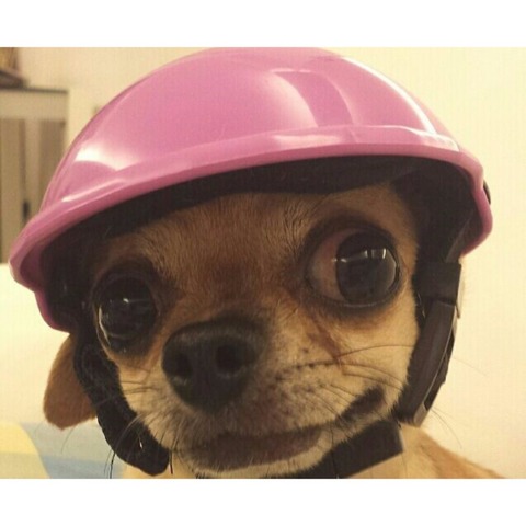 Beau motard chapeau animaux de compagnie casques casquette de sécurité chapeaux ABS toutou chiot moto protéger pour sport chien chat animaux de compagnie ► Photo 1/6