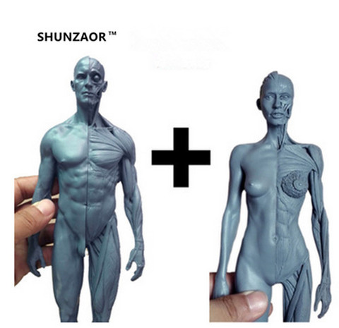 Statue en résine, modèle 1:6, 30cm, corps humain, anatomie masculine et féminine, ensemble d'artisanat d'anatomie ► Photo 1/6