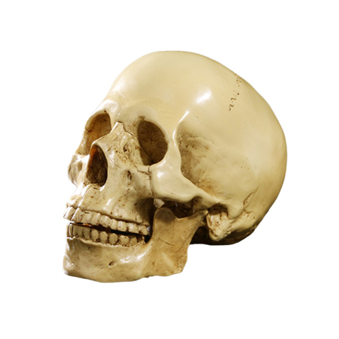 Squelette anatomique de crâne humain | Résine réaliste, décoration de fête d'horreur de maison, artisanat d'art échelle 1:1 jaune- ► Photo 1/6
