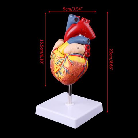 Modèle de cœur anatomique démonté, accessoires médicaux, envoi gratuit, outils d'enseignement médical ► Photo 1/6