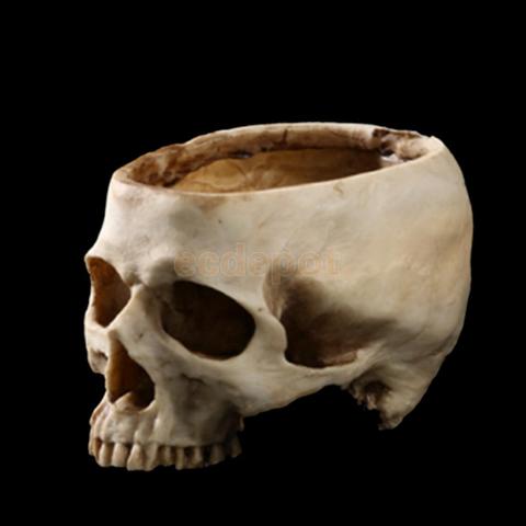 Tête de crâne naturel | Pot de fleur Design, conteneur de plantation, réplique, décor de Bar de maison ► Photo 1/6