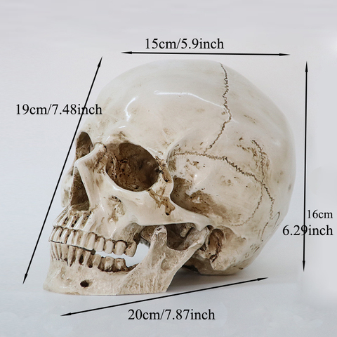 Réplique de crâne en résine, modèle médical, décoration d'halloween, haute qualité, en taille naturelle 1: 1 ► Photo 1/6