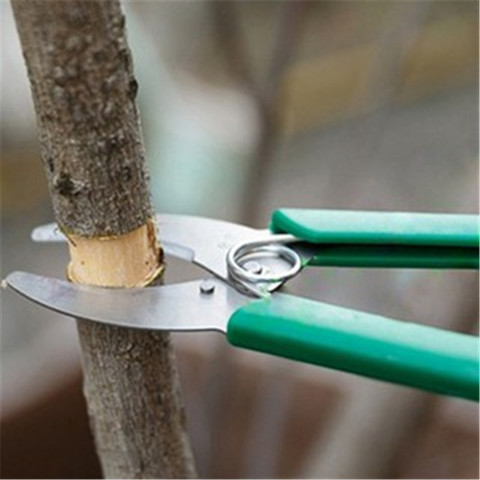 Anneau aboiement coupe ciseaux Girdling couteau cerise outil de prunage arbuste verger jardin fruit arbre raisin ► Photo 1/1