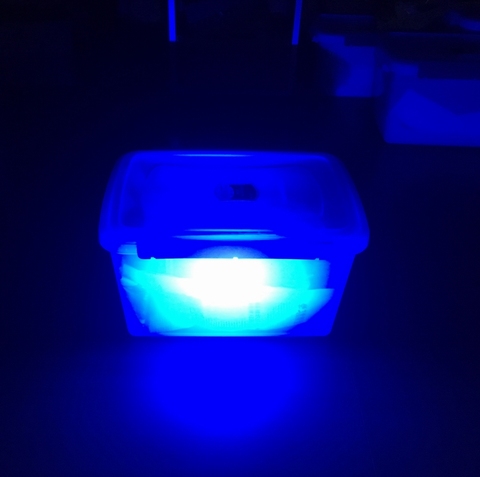 Jaxman U1c spot de mise au point 3W 6W Nichia UV lampes LED 365nm 18650 lampe de poche LED livraison gratuite ► Photo 1/5