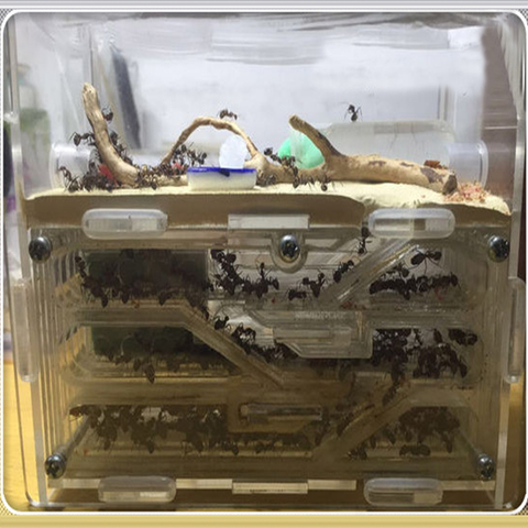 Nid fourmis en acrylique avec zone d'alimentation, grand nid pour fourmis, insectes, Villa pour animaux de compagnie, 150mm x 54mm x 110mm ► Photo 1/6