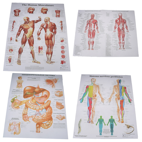 Pour l'éducation médicale hôpital Massage carte anatomie humaine Muscles système Art affiche imprimer corps carte soie peinture mur photos ► Photo 1/6