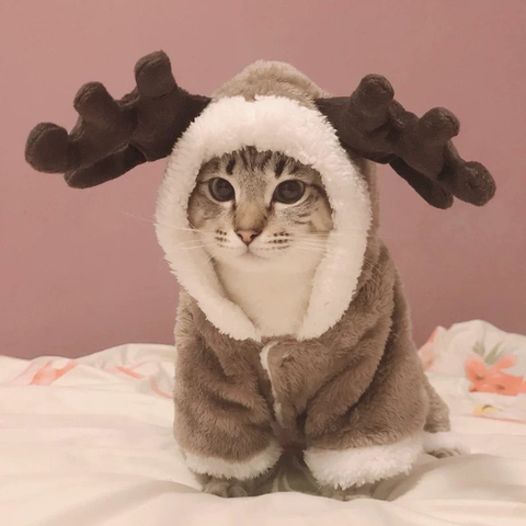 Costume d'hiver chaud en polaire pour chat et chien, combinaison pour petits chats, chaton, manteau pour animaux de compagnie ► Photo 1/6