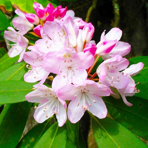 Rhododendrone plus grandes graines 20 pièces graines de fleurs ► Photo 1/6