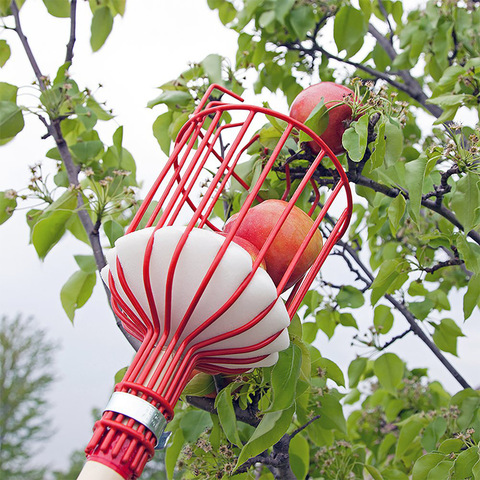 Cueilleur de Fruits en métal pratique multi-fonctionnel classique Texture jardinage pommes poires pêches Oranges Fruits outils de jardin ► Photo 1/6