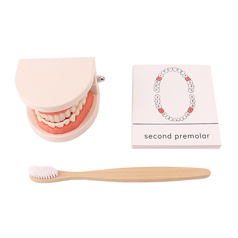 Montessori simulé brosse dents jouets brossage dents formation jouet de base vie compétence pratique formation jouets pour enfants 18 mois + ► Photo 1/6