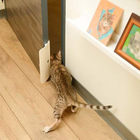 Ouvre-porte pour animaux de compagnie, outil d'entraînement à l'entrée contrôlable, trou de porte ouvert sans perçage, Installation facile pour chien et chat ► Photo 1/6