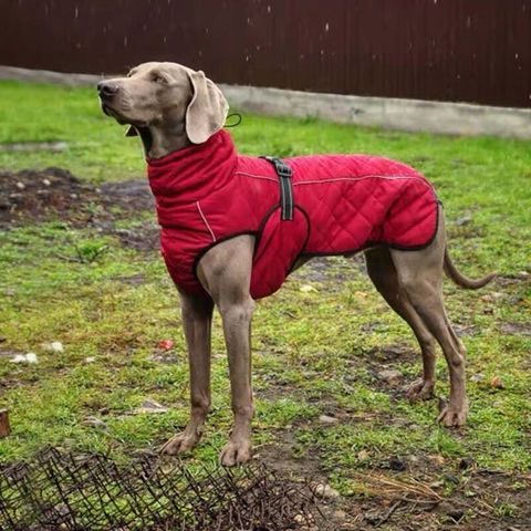 Veste chaude pour chiens, manteau d'hiver en tissu doux et chaud, coupe-vent polaire, imperméable et respirant pour chiens de taille moyenne et grande ► Photo 1/6