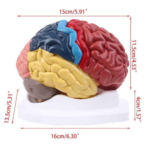 Zone fonctionnelle du cerveau humain grandeur nature, modèle d'anatomie pour l'étude en classe de Science, 2022 ► Photo 1/6