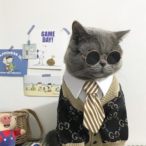 Costume pour chats, attache pour chats et chiens, collier pour chats, magasin MPK ► Photo 1/6