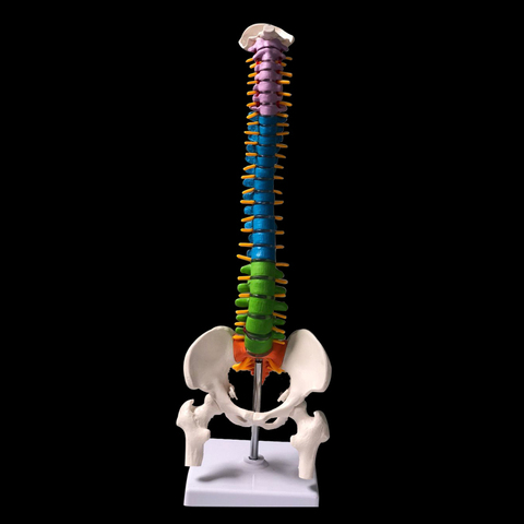 Colonne vertébrale humaine de couleur 45CM, avec modèle pelvien, anatomie, modèle médical, fournitures d'enseignement médical ► Photo 1/2