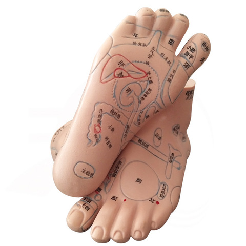 Modèle de Massage de Zone réflexe des pieds 13cm, modèle non Acupuncture, modèle de Massage des pieds, réflexologie des pieds en langue chinoise, 1 paire médicale ► Photo 1/5