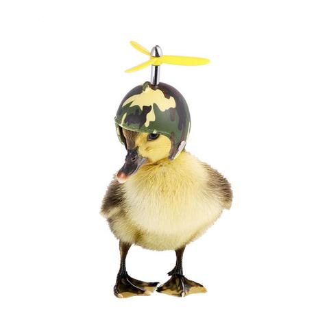 Casque de poulet amusant, 2 pièces, équipement de Protection contre le soleil et la pluie, Costumes, fournitures pour animaux de compagnie, oiseaux, poules ► Photo 1/6