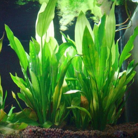 Plante d'eau artificielle en plastique pour Aquarium, ornement de fleurs, accessoires aquatiques ► Photo 1/6