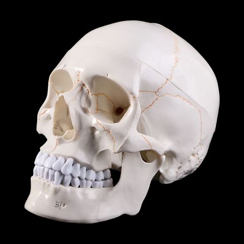 Crâne humain taille réelle, modèle d'anatomie, enseignement médical, squelette, tête d'étude, fournitures d'enseignement, ornement de Bar d'halloween ► Photo 1/6