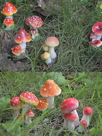 Mini champignon résine artisanat fée jardin Miniatures Garde ornement décoration Terrarium Figurines décor bricolage maison de poupée ► Photo 1/6