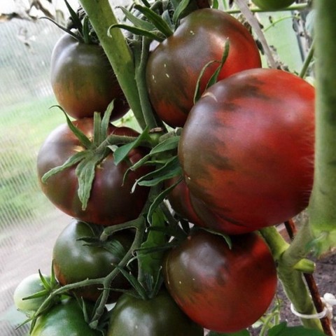 Graines de tomates Prince noir 10 pièces ► Photo 1/2