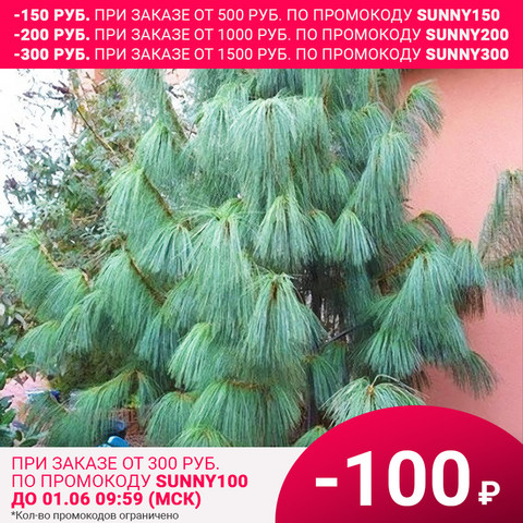 Сосна гималайская СЕМЕНА (Pinus wallichiana) Натуральные семена сосны для проращивания (10 семян) ► Фото 1/5