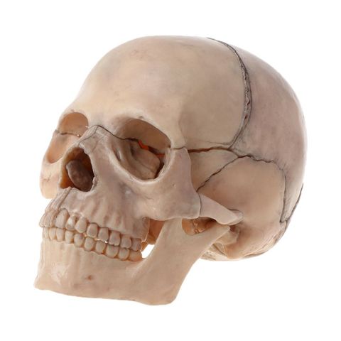 15 шт./компл. съемный череп модель человеческий взрослый 1:2 4D разобранный череп анатомический модель съемный медицинский обучающий инструмент ► Фото 1/6