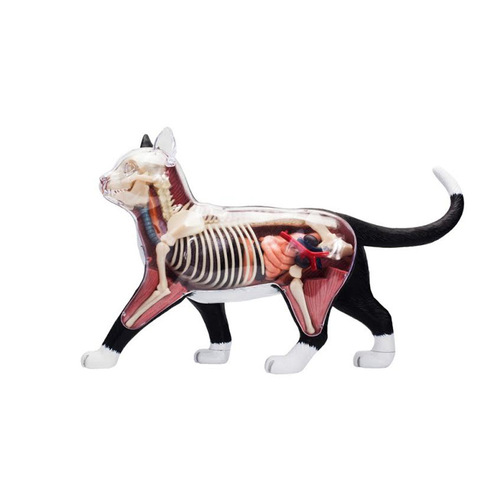 Модель скелета 4d Cat Anatomy для животных, медицинская учебная помощь, лабораторное учебное оборудование, мастер-головоломка, сборочная игрушка ► Фото 1/5