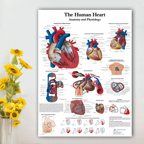 Картина на холсте с сердцем человека, искусство, Анатомия человека, мышцы, система, плакат, карта тела, настенные картины для медицинского образования, домашний декор ► Фото 1/6