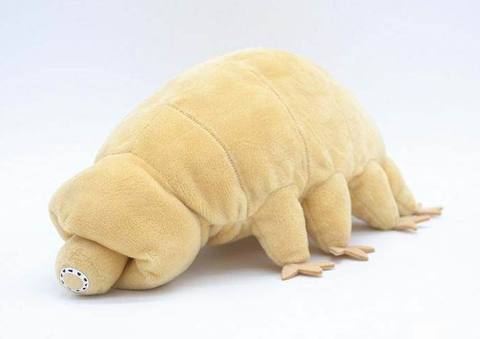 Вода медведь плюшевая игрушка, фирменная мягкая и гибкая Tardigrade образовательный подарок 18,5 см ► Фото 1/3