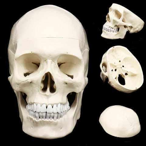 1:1 анатомическая каучуковая голова черепа, обучающая модель, съемный домашний декор, статуя человека ► Фото 1/6