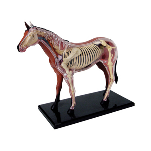 4D Horse Intelligence сборочная игрушка, анатомическая модель медицинская обучающая игрушка «сделай сам», популярная научная техника ► Фото 1/6