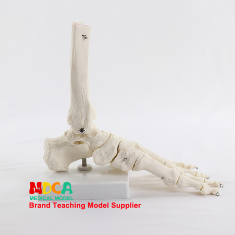 Модель костного сустава ноги MJG003, медицинская обучающая модель костного сустава ноги ► Фото 1/6