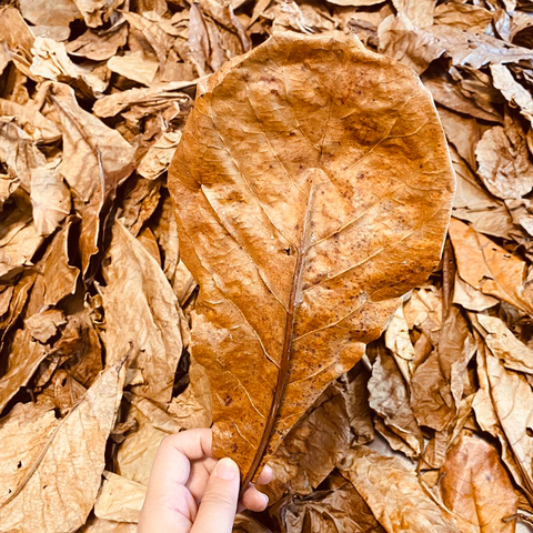 Натуральные листья кашаппы Terminalia, украшение для аквариума, инструменты для очистки аквариума, очистка воды, рыба из миндальных листьев 200/100/50 шт. ► Фото 1/6