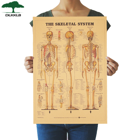 DLKKLB Скелет средства ухода за кожей Структура нервной Системы Винтаж плакат для дома и общежития украшение комнаты картина 51,5x35,5 см стены Стикеры ► Фото 1/6