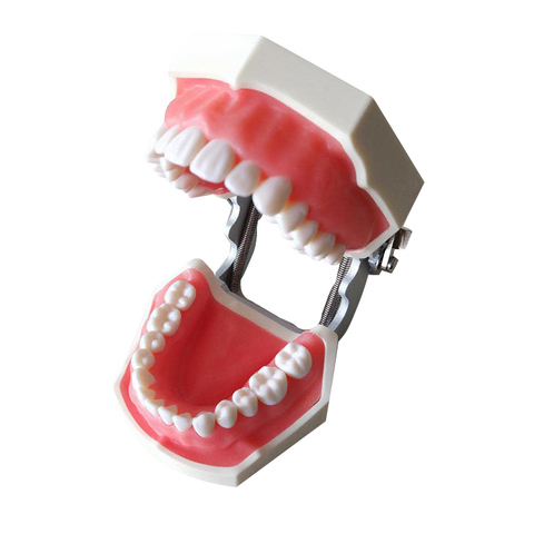 Модель зубного протеза, модель зубного протеза для обучения ротовой полости, полимерные зубные зубы, 28 съемных материалов для стоматологии,... ► Фото 1/6