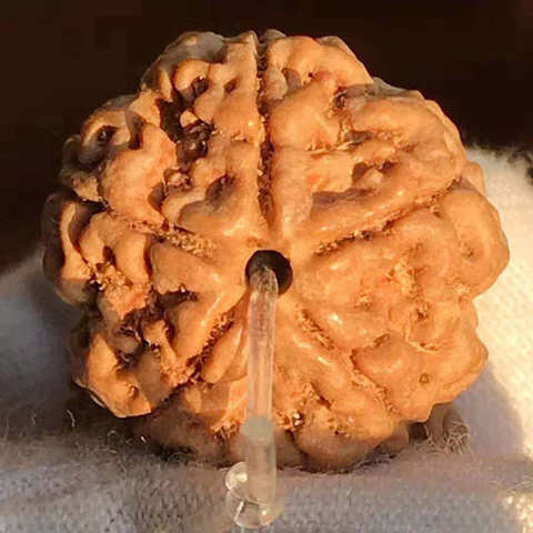 Бусины Rudraksha Bodhi Real Nepal, большие 5 педалей, семена Rudraksha, 18-19 мм, 5 лицевых промасленных тибетских молитвенных бусин Rudraksha, TSB0249 ► Фото 1/2